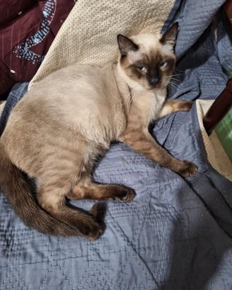 Gatto Siamese Seal Point