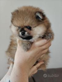 Volpino di Pomerania