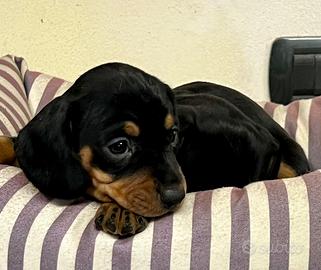 Cuccioli di bassotto