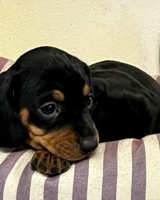 Cuccioli di bassotto