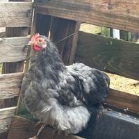 Giovane cocincina nana