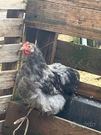 Giovane cocincina nana