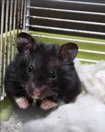 Criceto europeo nero
