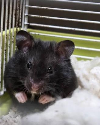 Criceto europeo nero