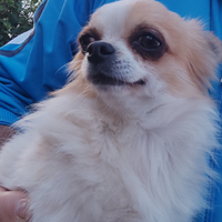 Chihuahua a pelo lungo disponibile per monta