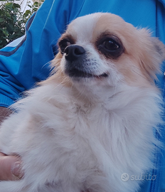 Chihuahua a pelo lungo disponibile per monta