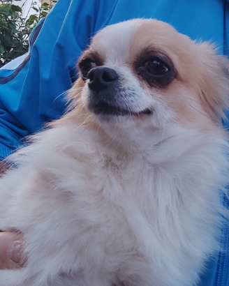 Chihuahua a pelo lungo disponibile per monta