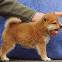 Cucciolo Shiba rosso con pedigree