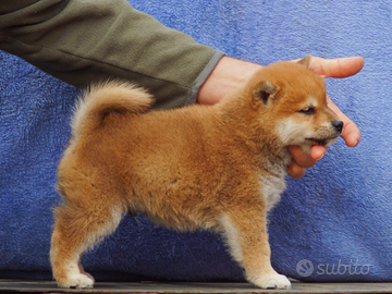 Cucciolo Shiba rosso con pedigree