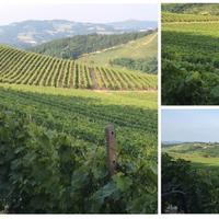 VIGNETI - ABITAZIONI e Spazio per Tutto il Resto