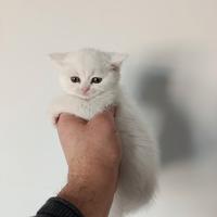 Cuccioli di gattini scottish straight e fold