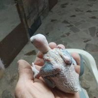 Parrocchetti dal collare