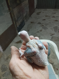 Parrocchetti dal collare