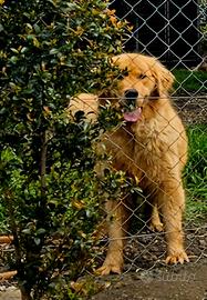 Golden Retriever Cuccioli 