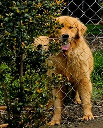 Golden Retriever Cuccioli 