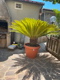 Cycas revoluta