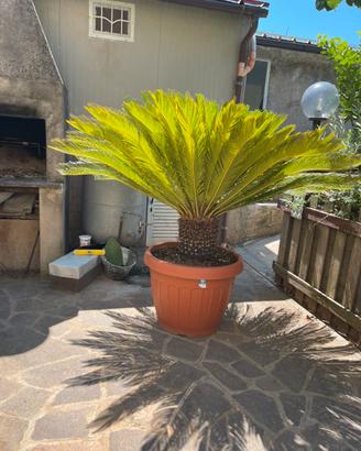 Cycas revoluta