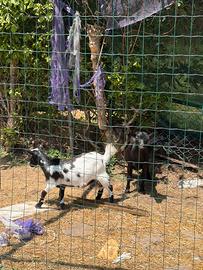 Caprette tibetane