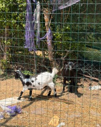 Caprette tibetane