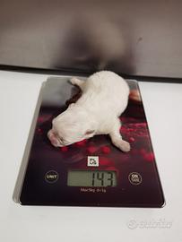 Spitz nano volpino pomerania Toy cuccioli