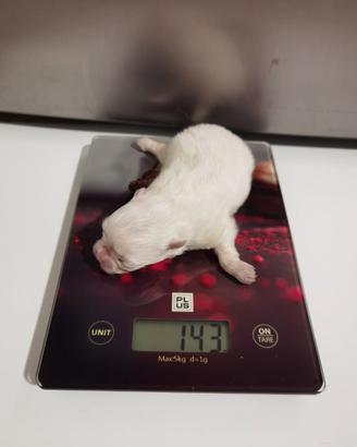 Spitz nano volpino pomerania Toy cuccioli