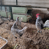 Galline ornamentali