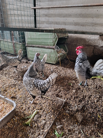 Galline ornamentali