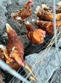 Galline rosse