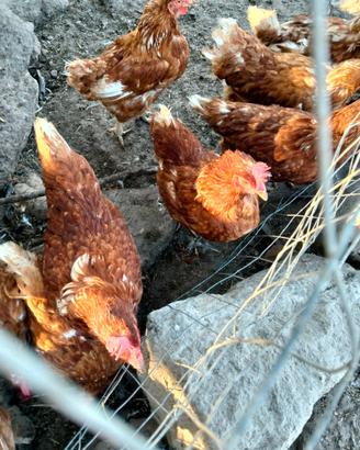 Galline rosse
