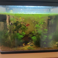 Acquario con pesci