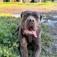 Cane Corso disponibile per monta