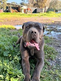 Cane Corso disponibile per monta