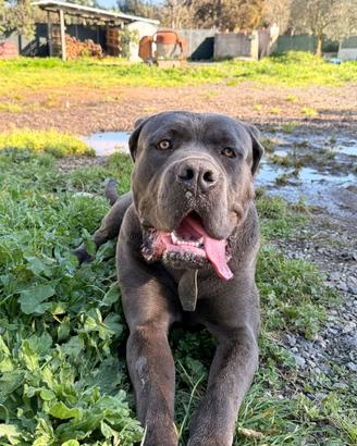 Cane Corso disponibile per monta