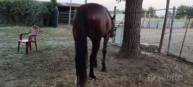 Cavallo trotter di 4 anni
