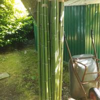 bambù 220 diametro 4/5 decorazione,separè,arredame