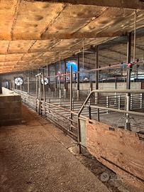 Fondo rustico-stalla