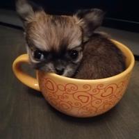 Chihuahua pelo lungo femmine