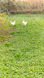 Anatre mute e galletti