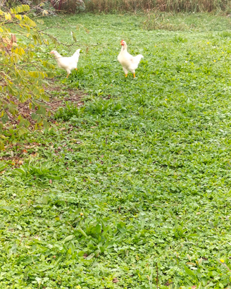 Anatre mute e galletti