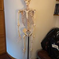 Scheletro completo
