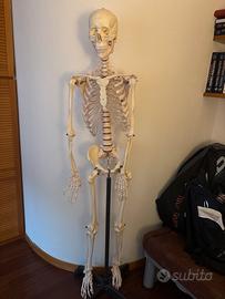Scheletro completo