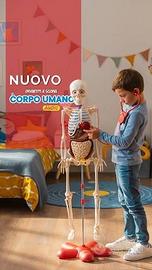 Raccolta RBA “Divertiti e scopri il corpo umano”