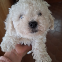 Cuccioli bichon a poil frise