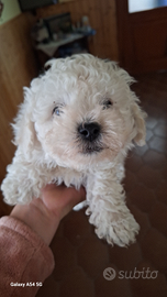 Cuccioli bichon a poil frise