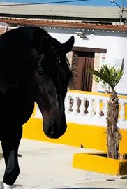 Cavallo Andaluso