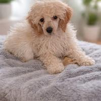 Barboncini fulvo/rosso