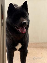 Akita americano maschio per accoppiamento