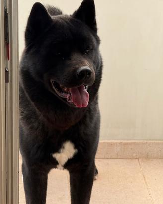 Akita americano maschio per accoppiamento