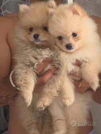 Spitz di pomerania