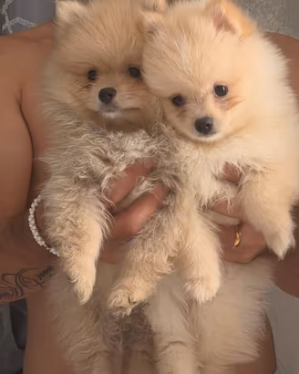 Spitz di pomerania
